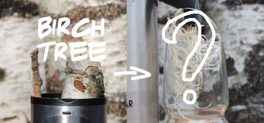 What Is Birch Water And Where Does It Come From?